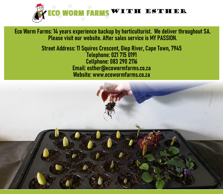 ECO WORMS TRUEDON DIRECTORY (PTY) LTD